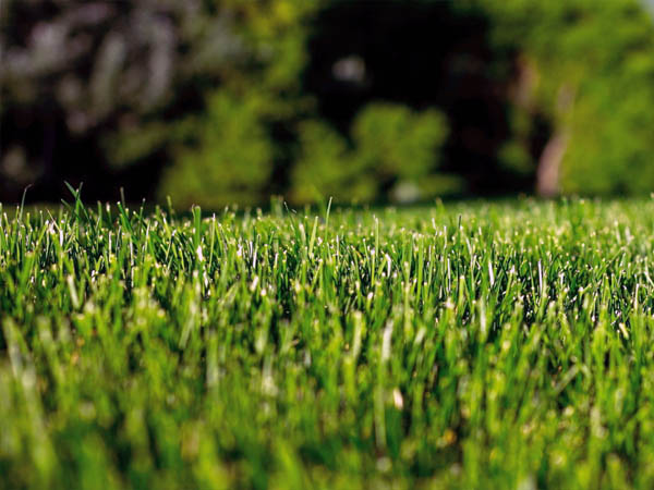 Spire Lawn Care Services Chesterfield Derbyshire Matlock Chastworth Garden Lawn Specialists HP JPG 005