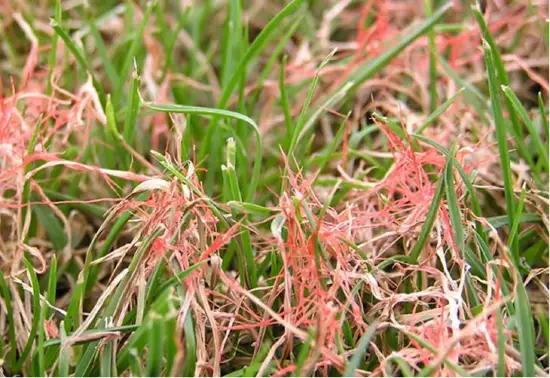 Spire Lawn Care Chesterfield Lawn Diseases on Domestic Lawns